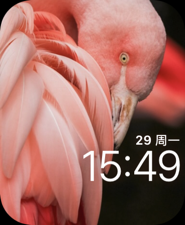 火烈鸟(Flamingo)表盘