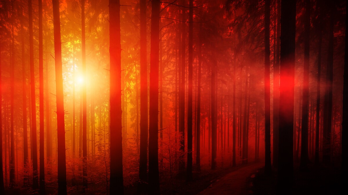 森林火光雾