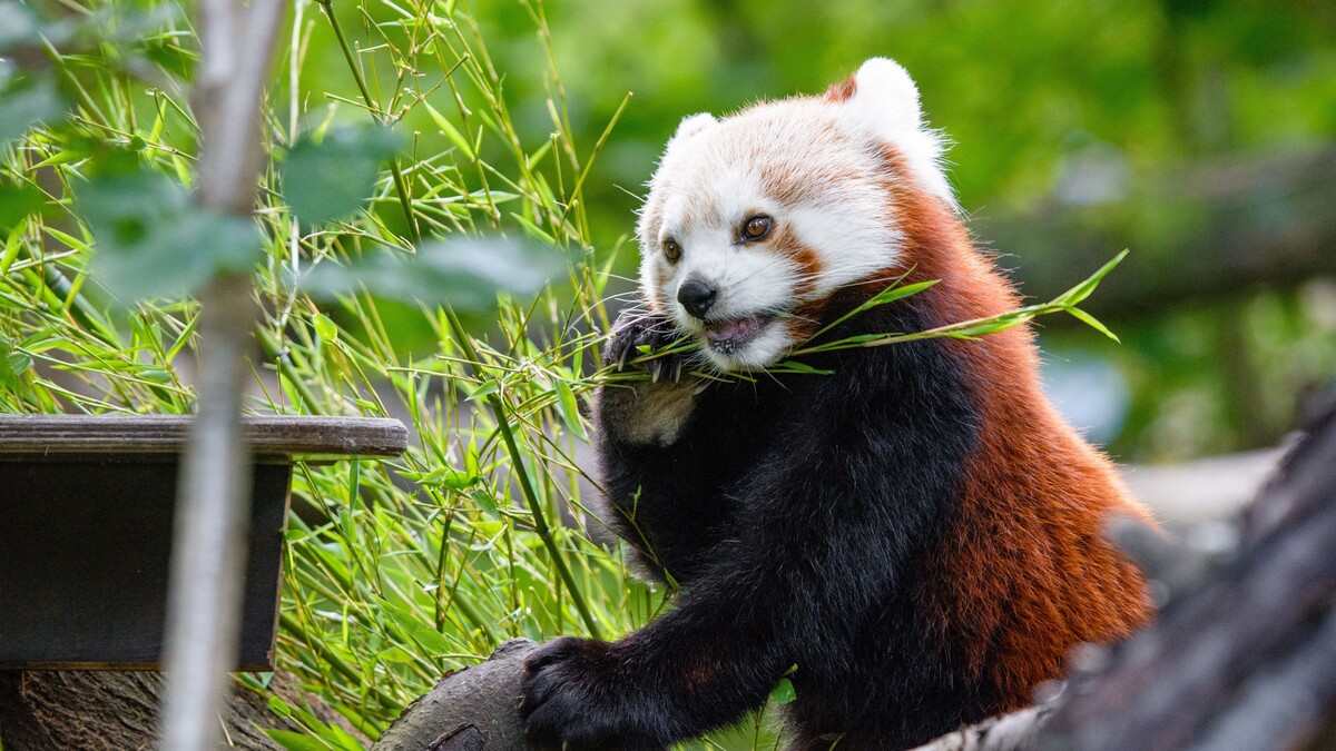 大熊猫熊猫竹子