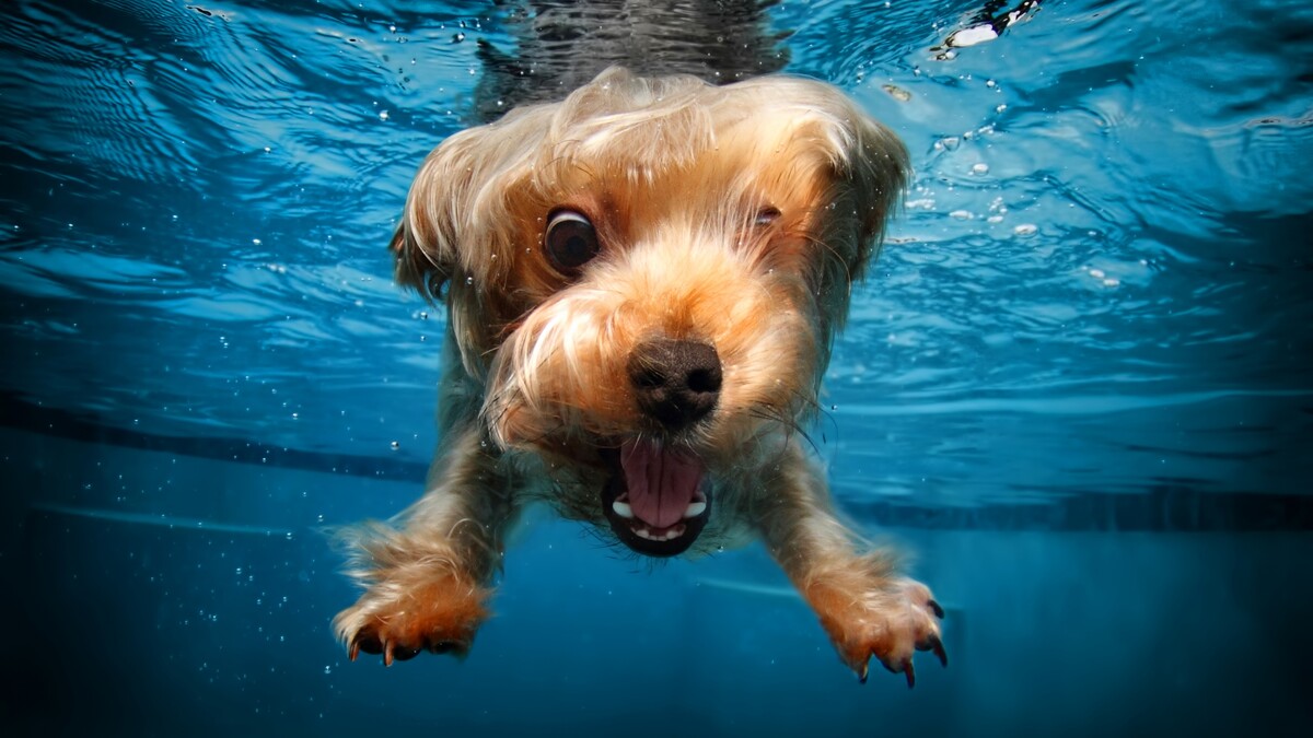 小猎犬狗水下
