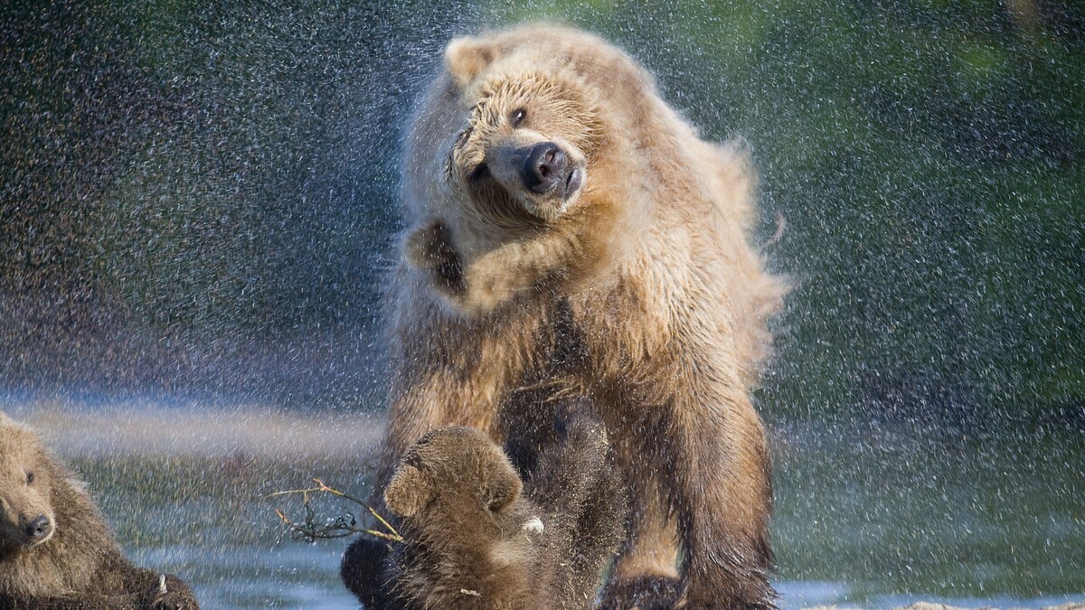 熊水洗