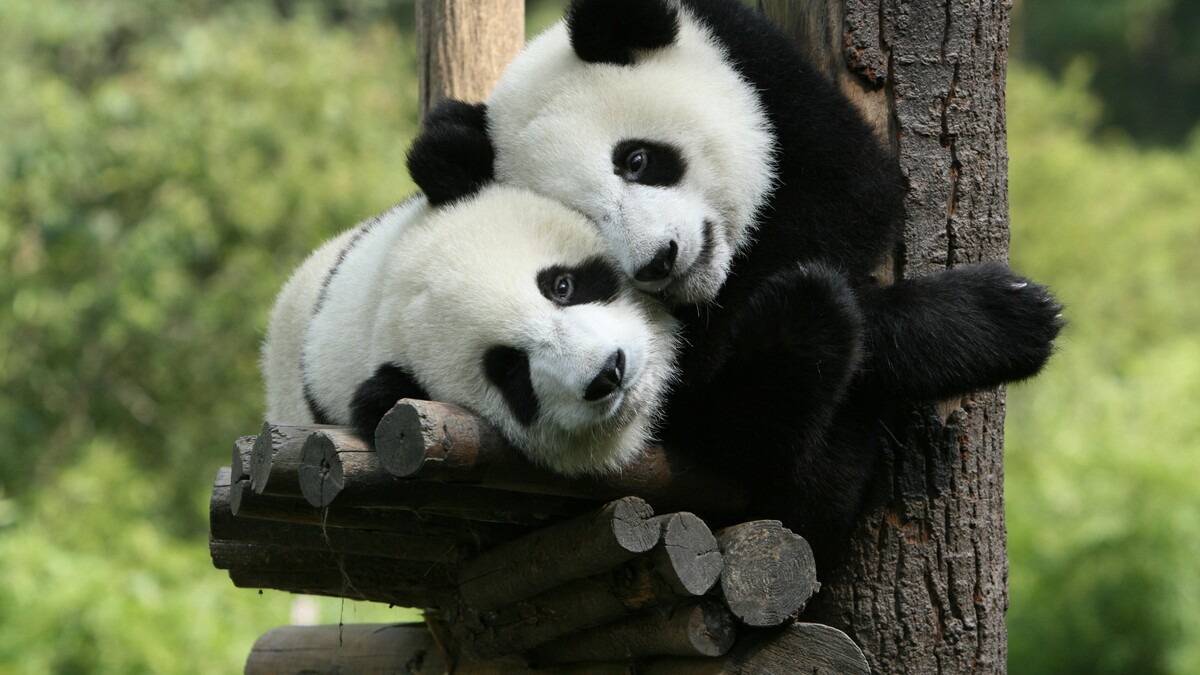 熊猫巨潘达佐中国