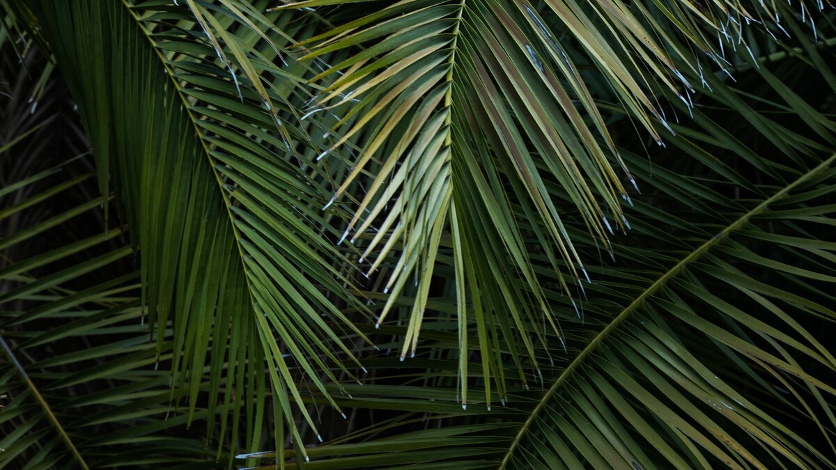 棕榈分支机构树叶