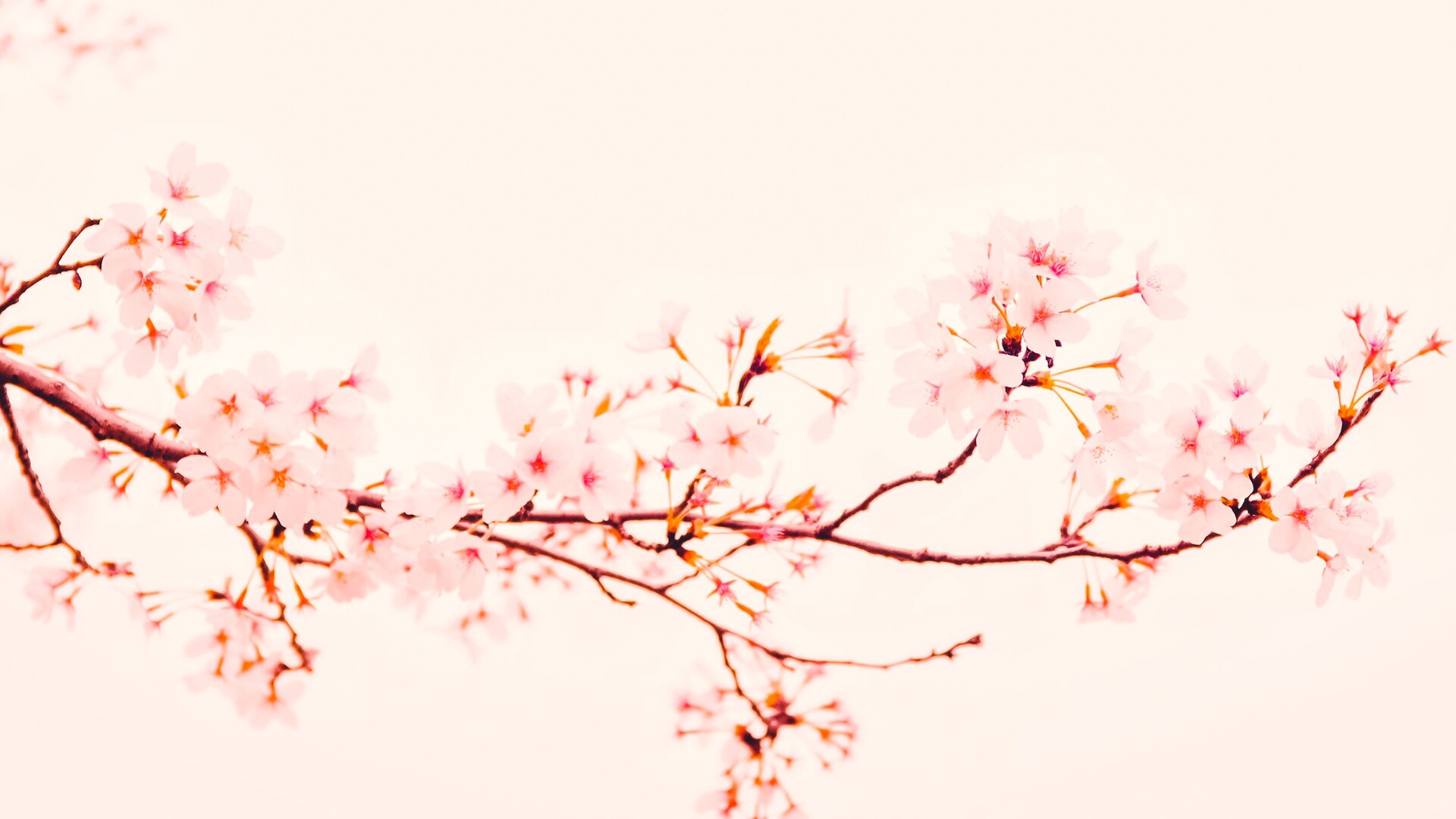 樱花摄影滤镜粉色调色PS动作