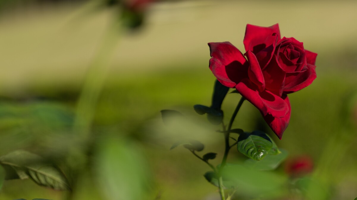 玫瑰红色花