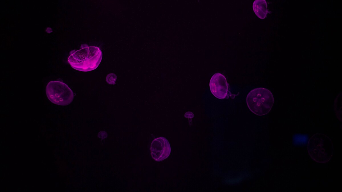 水母发光紫色