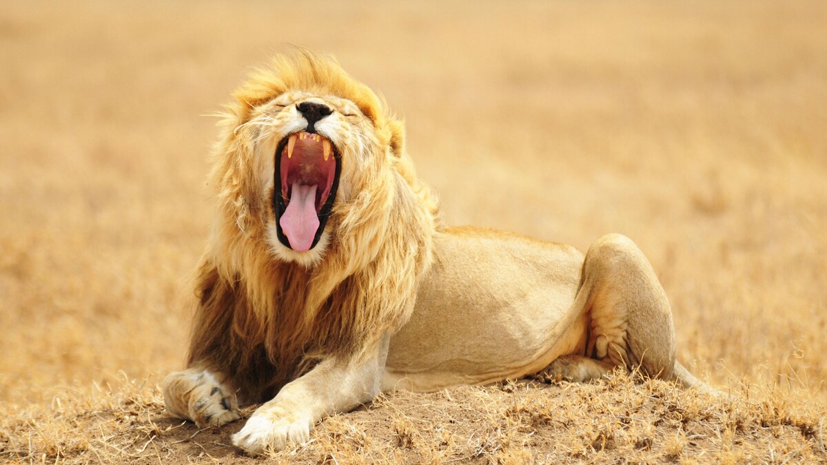 狮子咧嘴笑捕食者