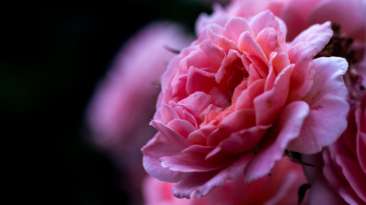 玫瑰粉红色花