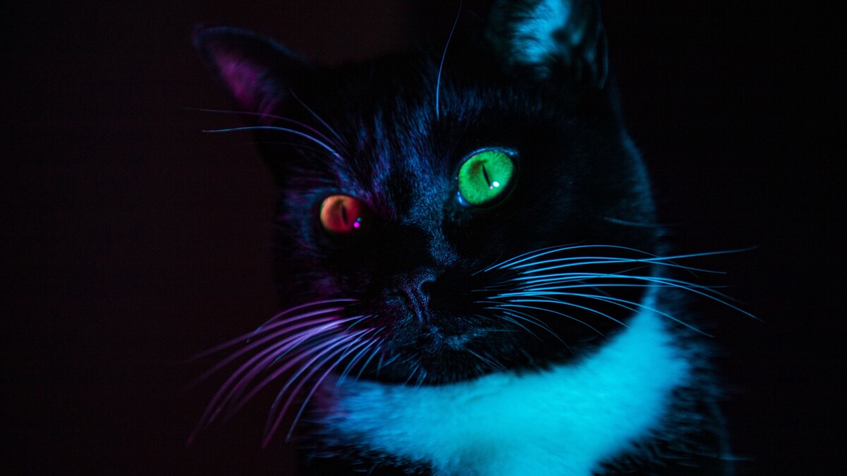 猫异色眼睛