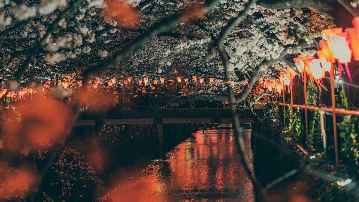 樱花公园路堤