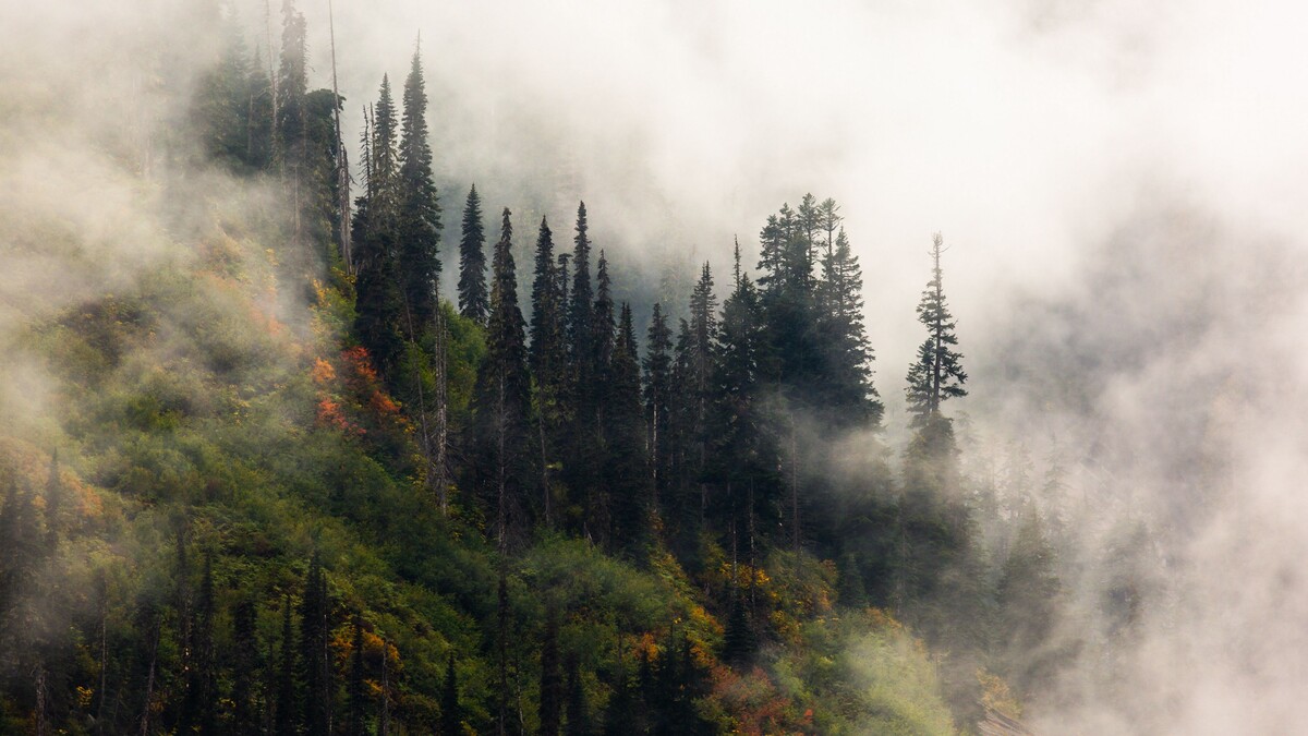 树雾森林