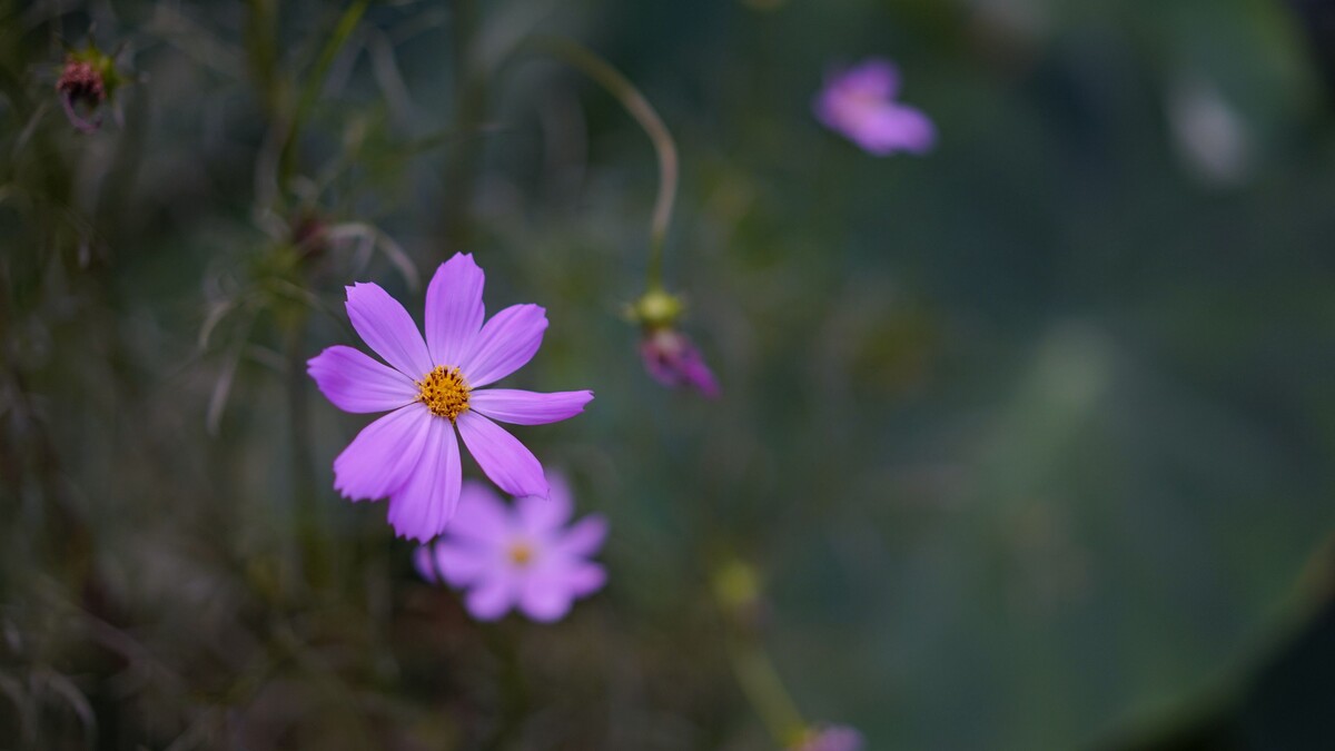 宇宙花模糊 宇宙 花 模糊 开花 特写镜头