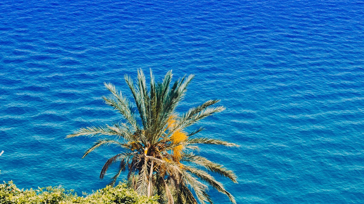 棕榈树海夏天
