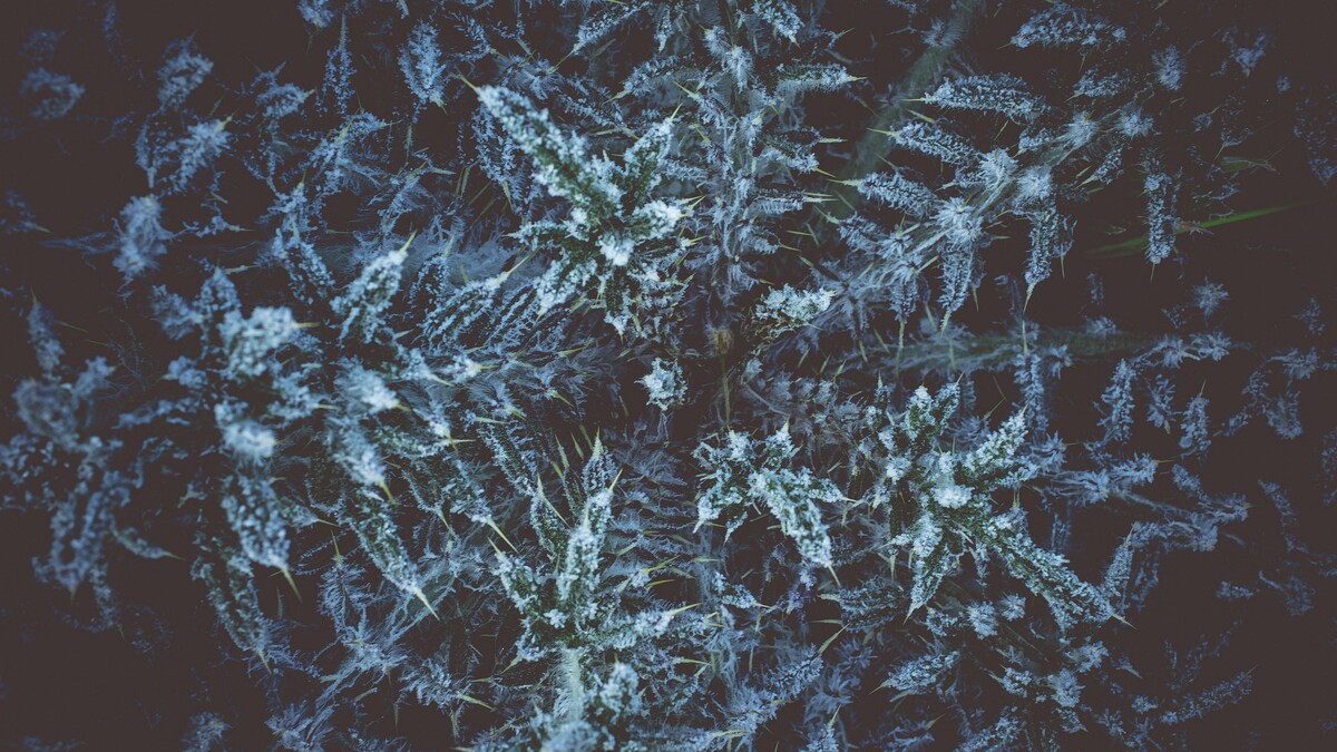 植物草白霜
