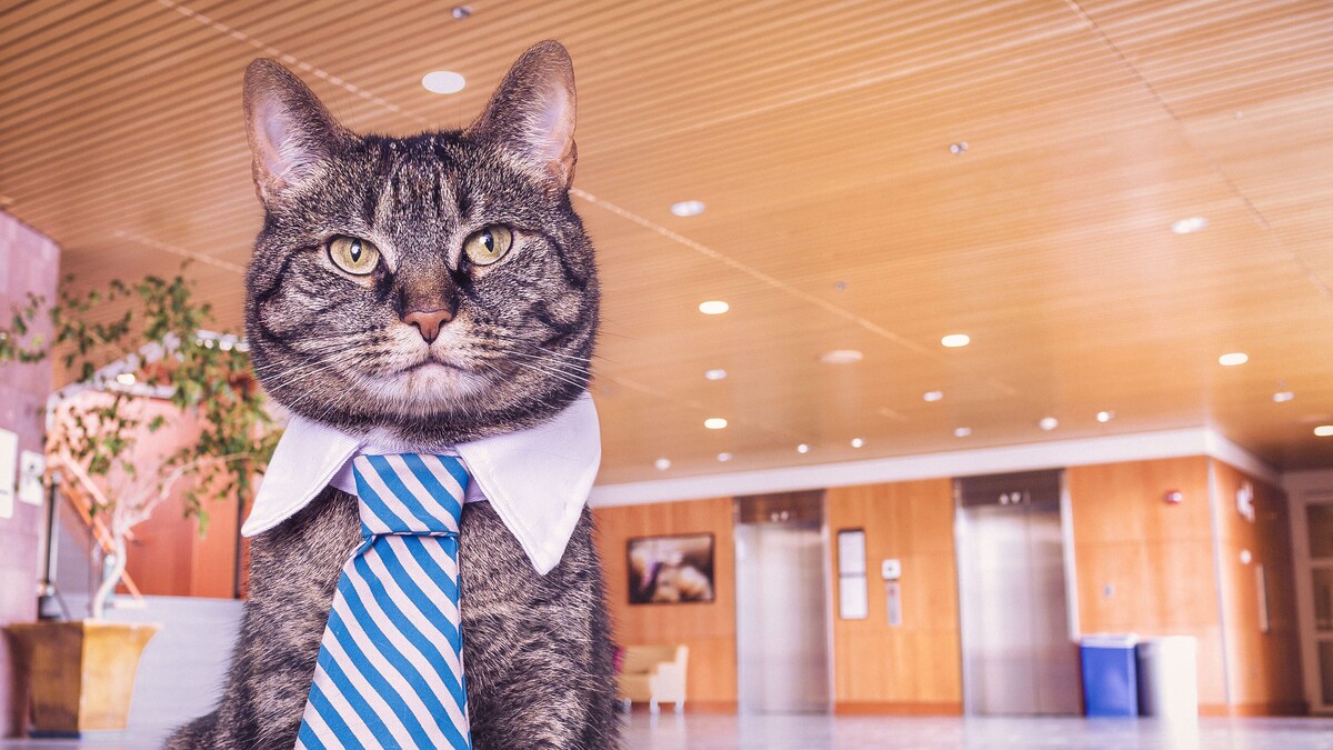 猫枪口领带
