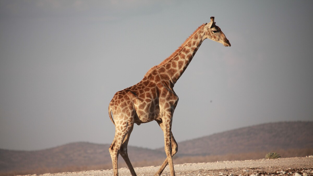 长颈鹿步行<em>非洲</em>