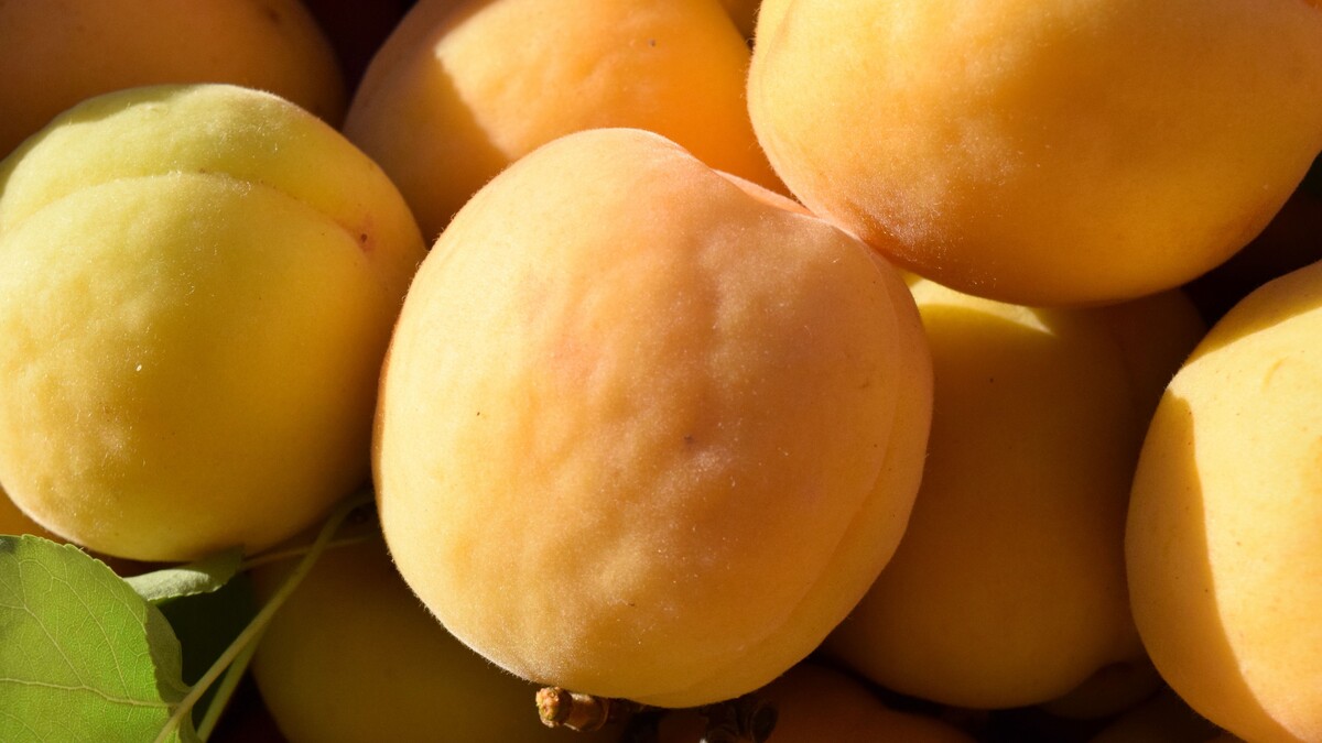 杏子水果成熟的