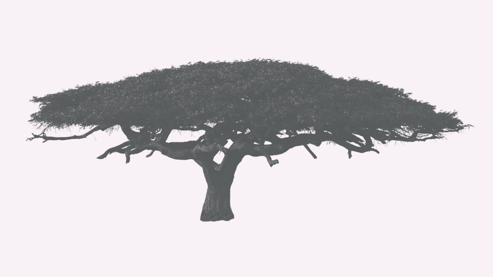 8款高清茂盛的树木剪影PS笔刷