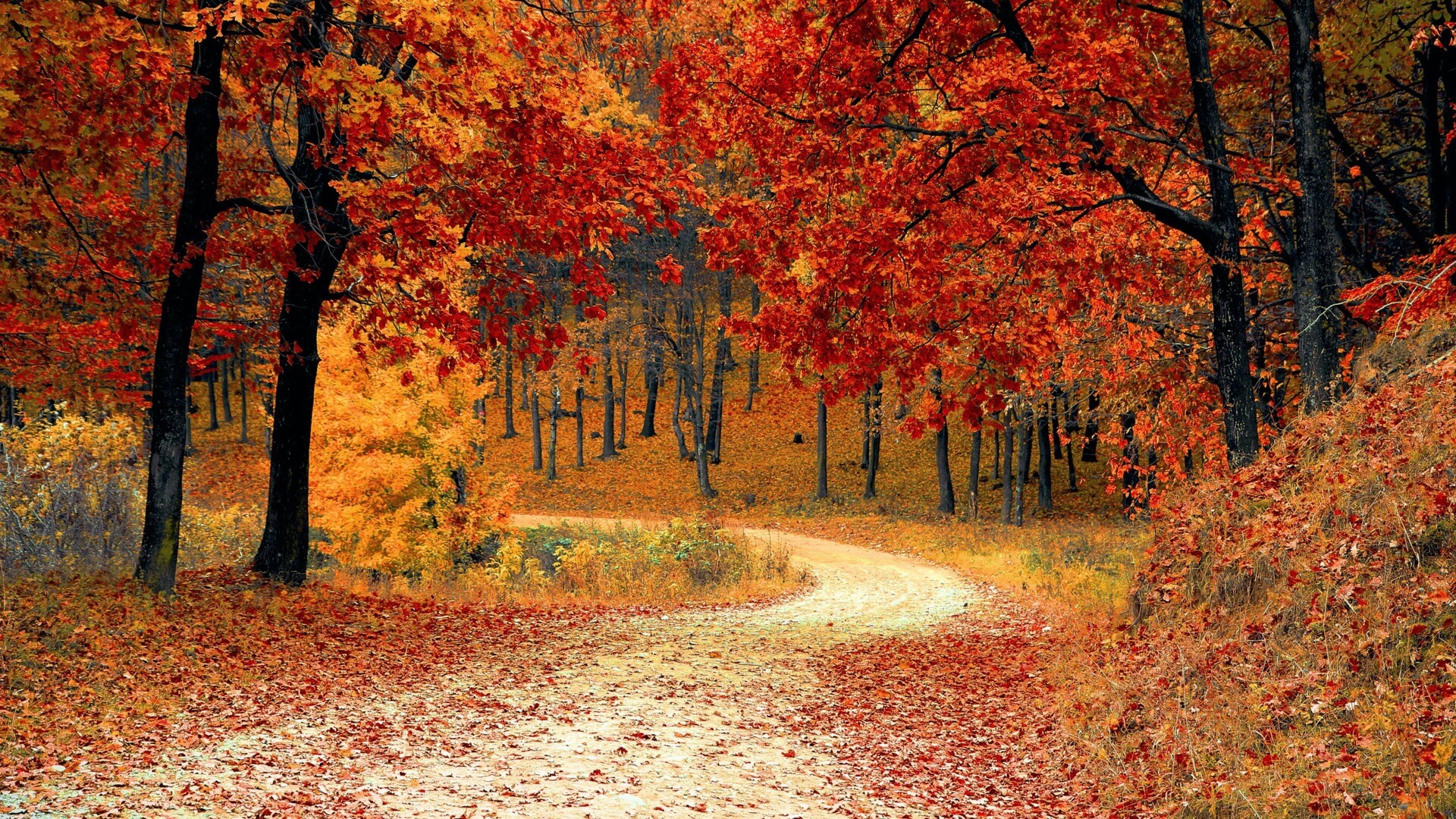 色彩斑斓的秋季森林动态壁纸
