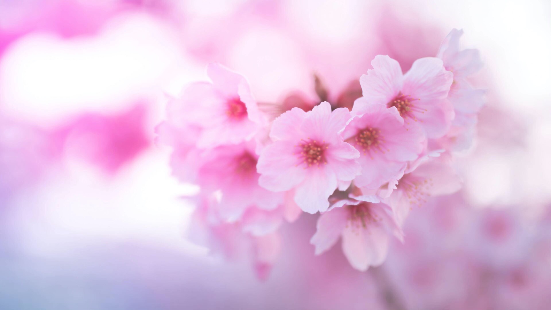 盛开的粉色樱花壁纸