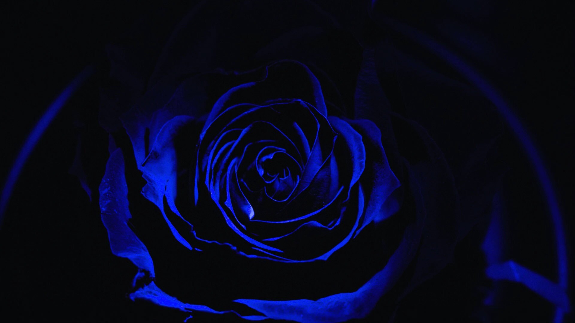 蓝色玫瑰电脑桌面图片