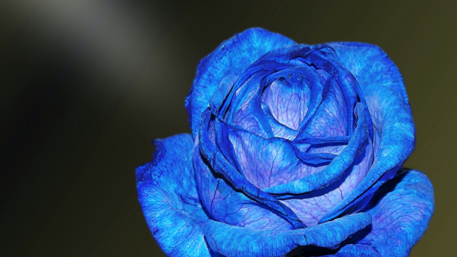 蓝色玫瑰电脑桌面图片