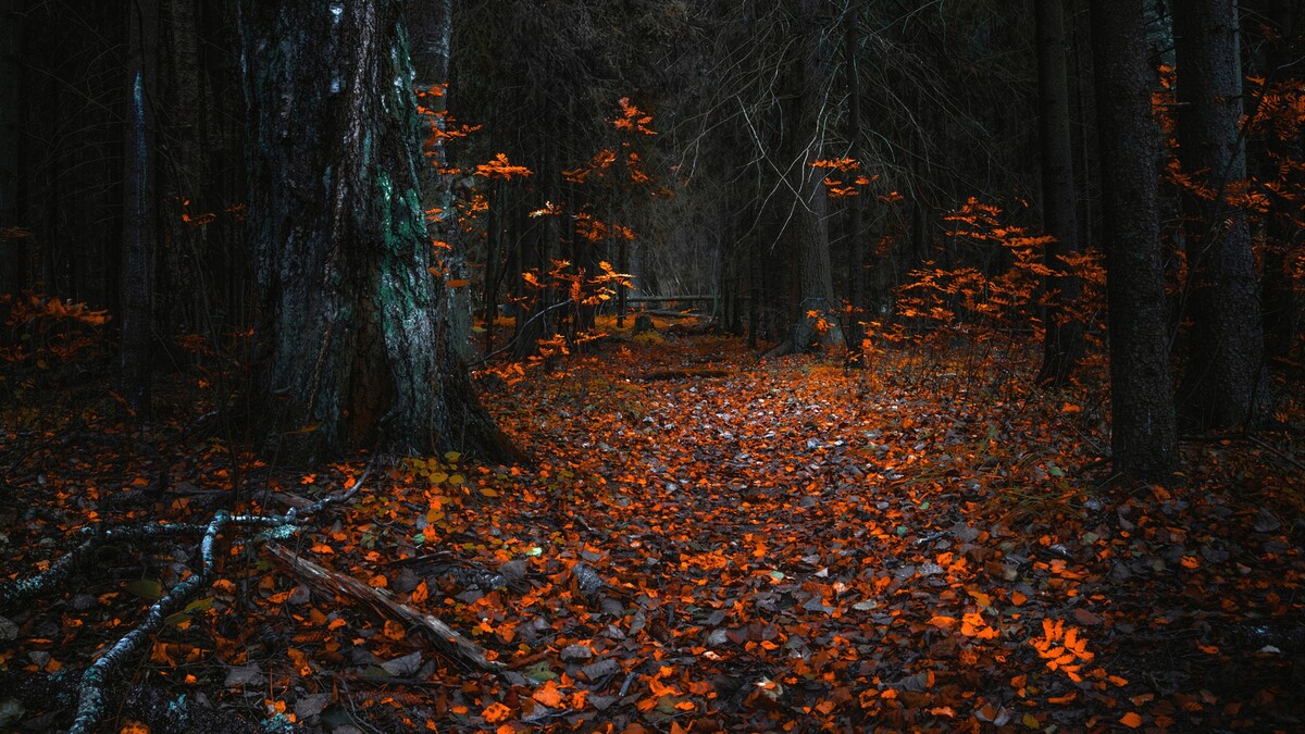 每年落叶的秋天森林