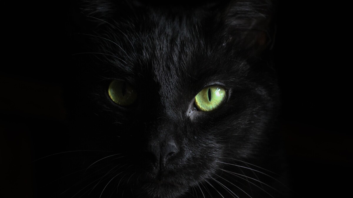 黑猫眼睛壁纸 抖音图片