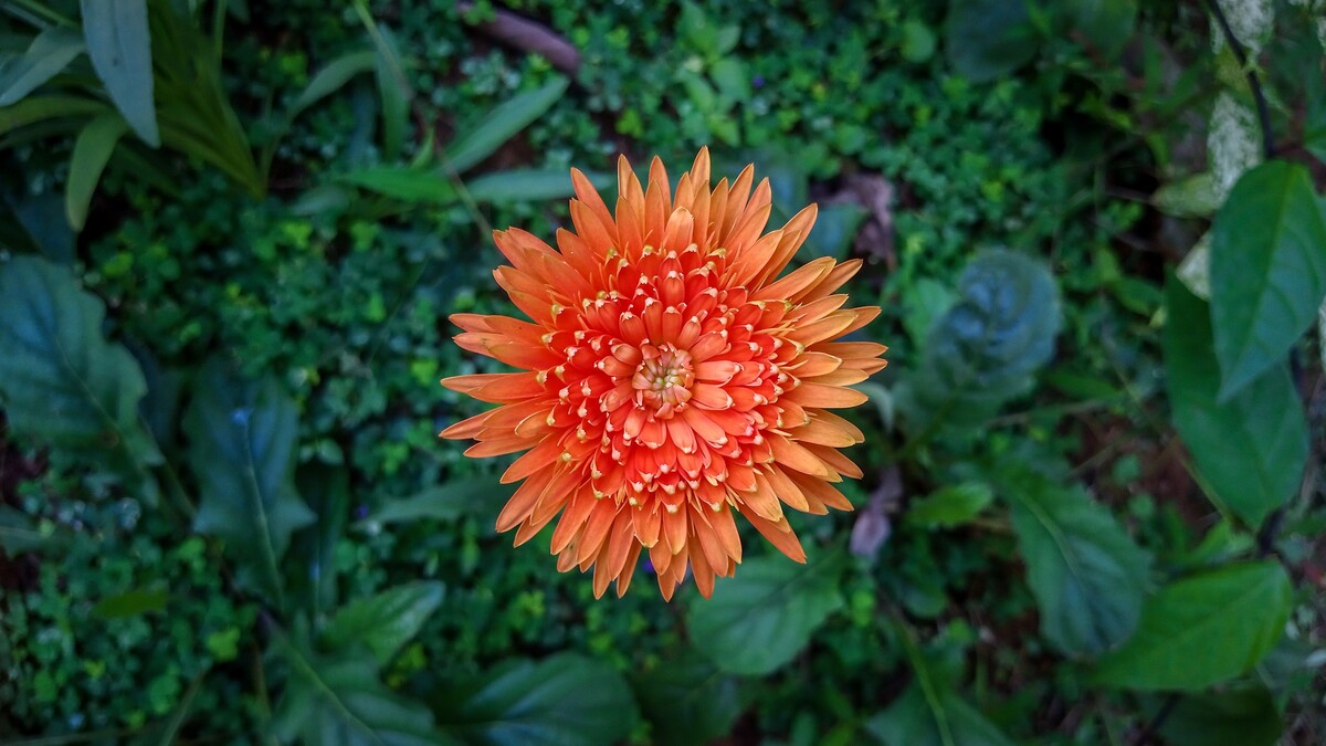 巴班德西亚橙花