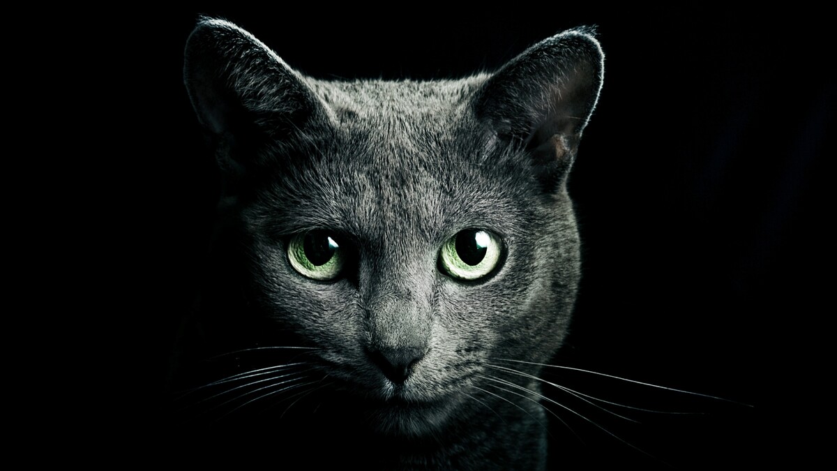 猫黑猫络腮胡子