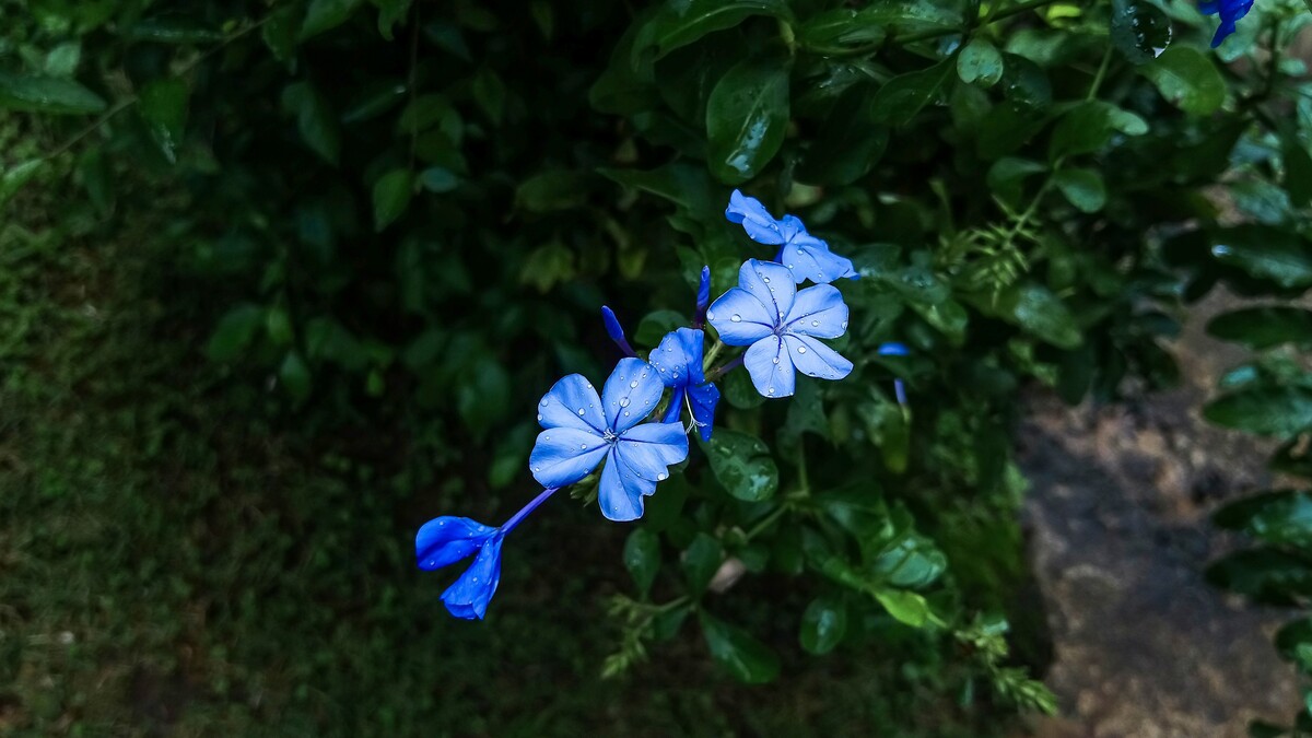 蓝花