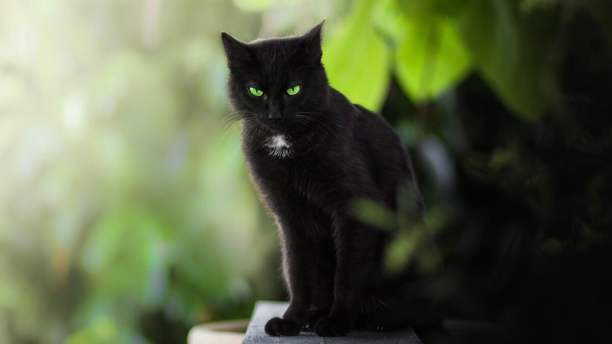 黑猫格林是的猫