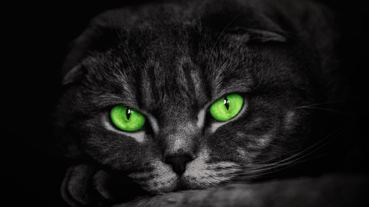 格林是的猫绿色