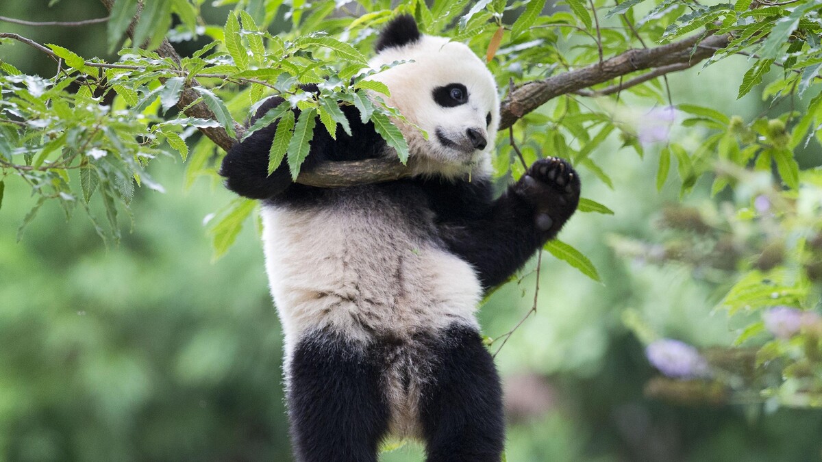 大熊猫动物群熊