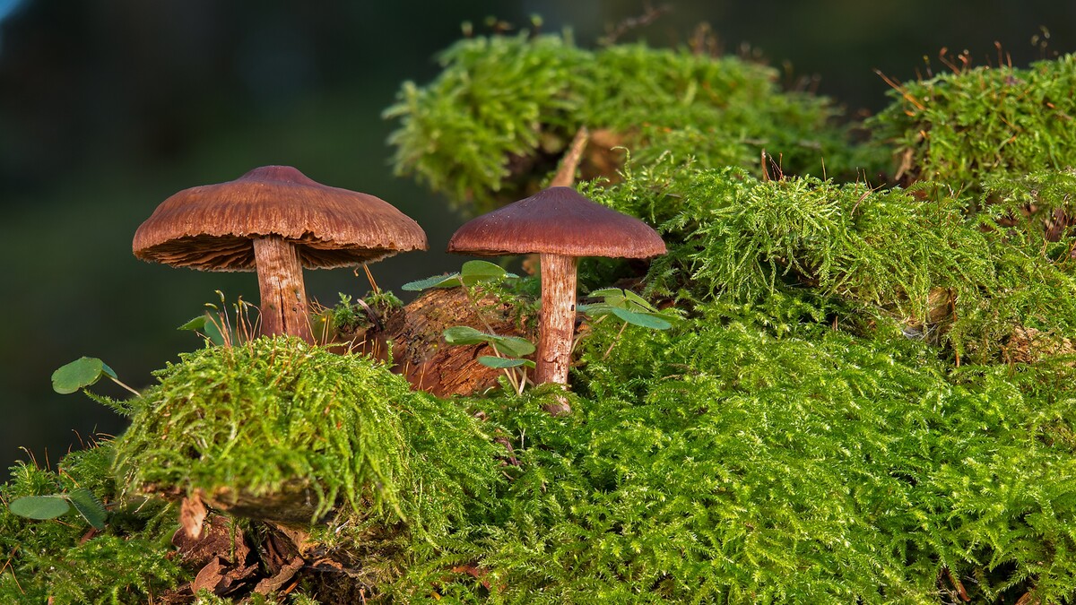 <em>自然科学</em>苔藓植物蘑菇