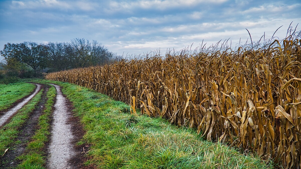 自然景观玉米极谱照片