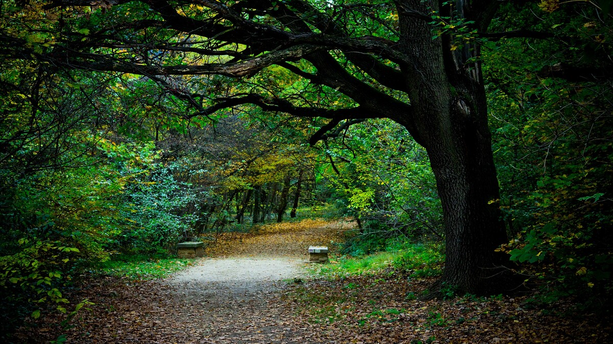 自然板坯秋季摄影hd