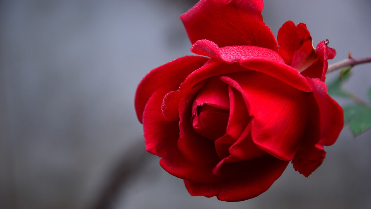 花壁纸玫瑰花红色的
