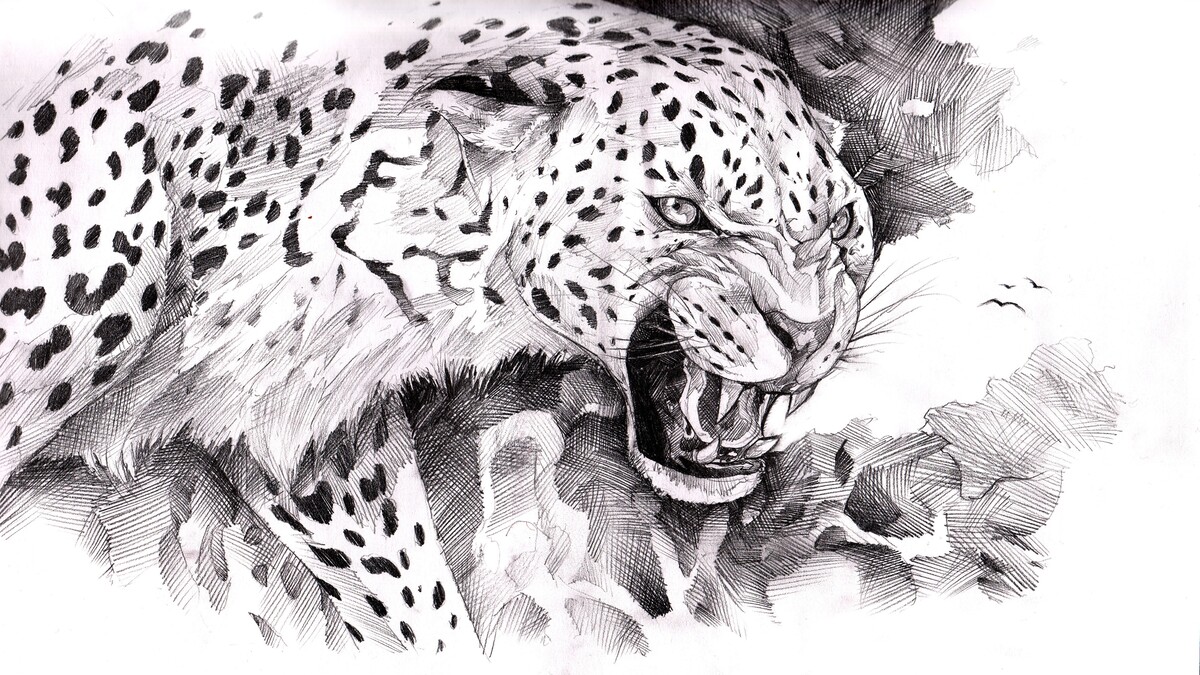 动物形态学美洲豹绘画壁纸