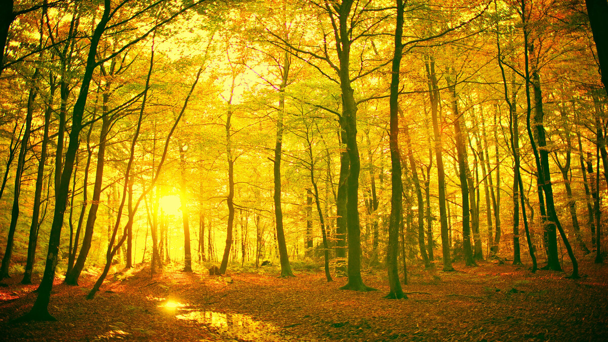 自然秋季摄影hd太阳壁纸