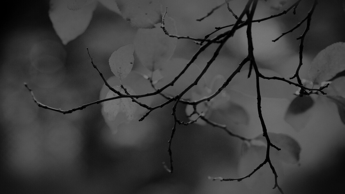 叶黑暗的树