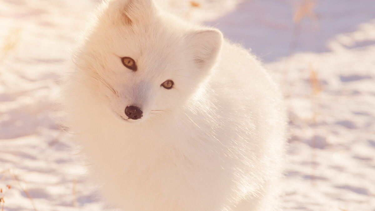 冬天动物狐狸