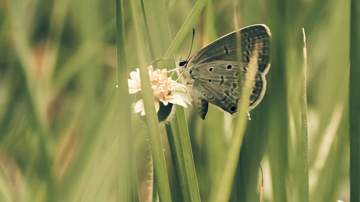 蝴蝶吃时间