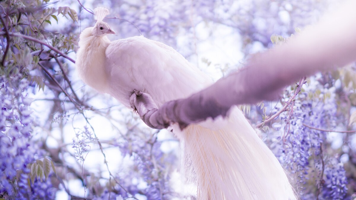 白孔雀雄伟的羽毛