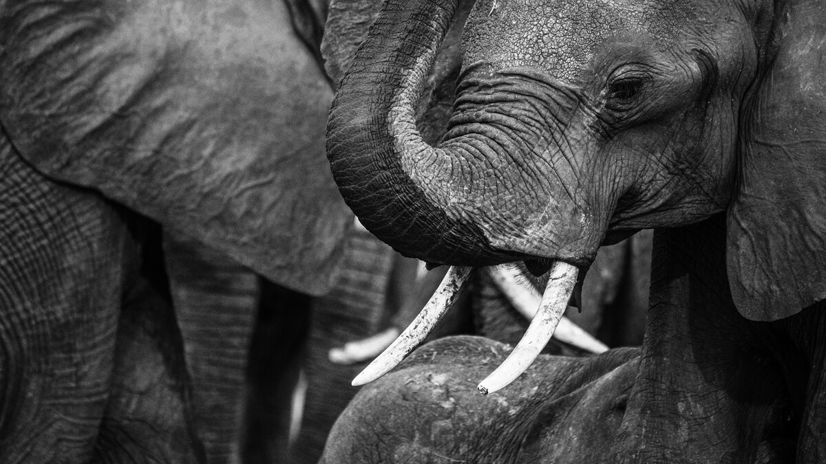大象博茨瓦纳单色