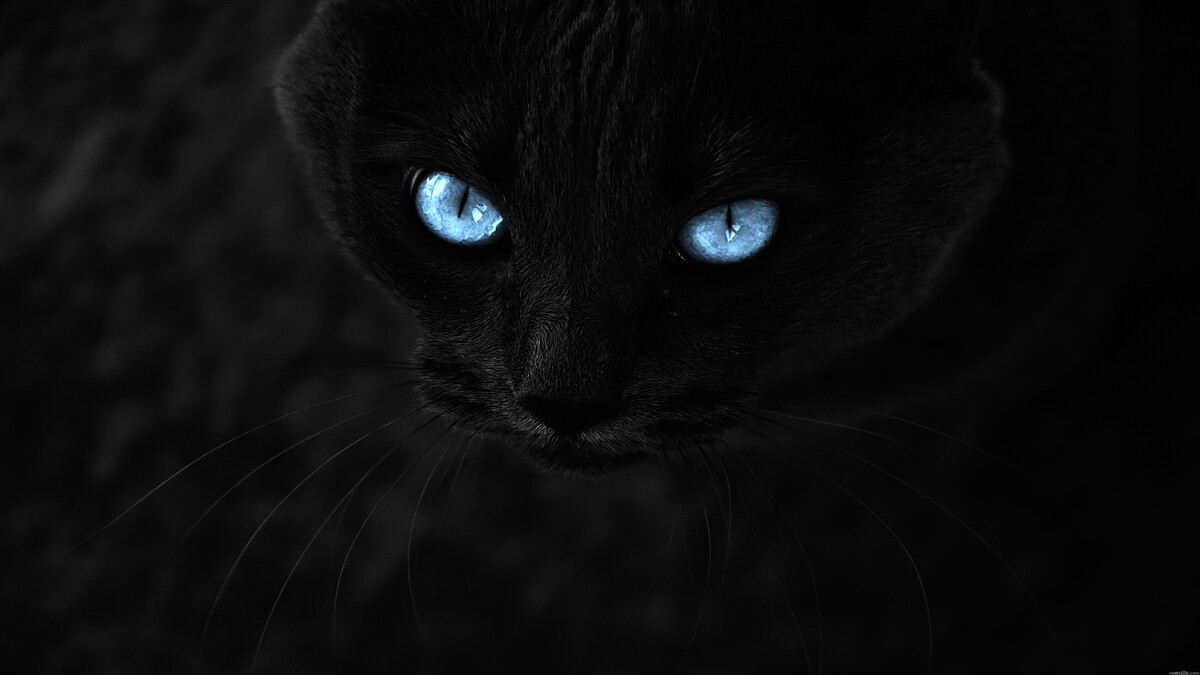 黑猫蓝色眼睛