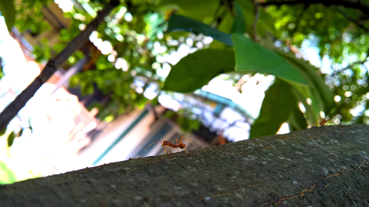 叶子树蚂蚁