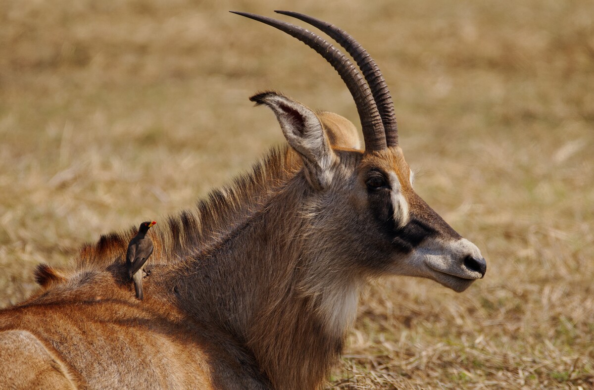 寻访赞比亚的野生动物秘境_卢安