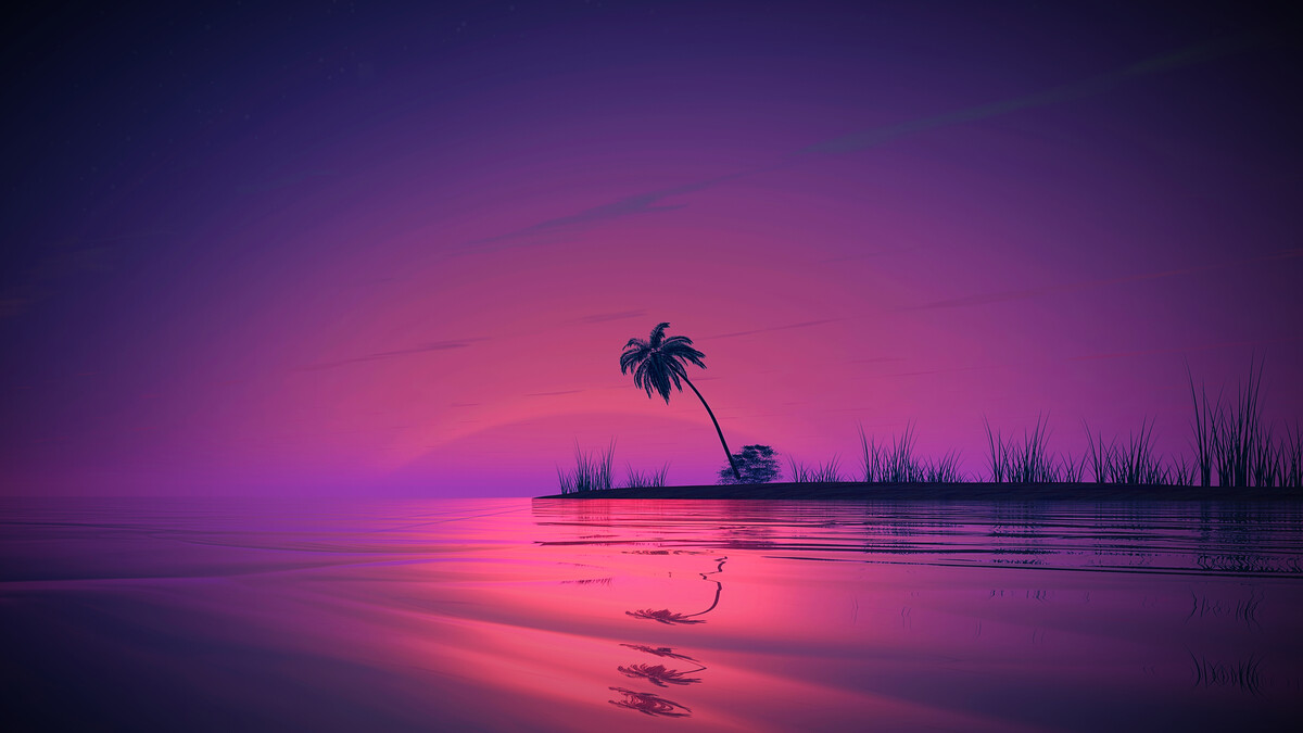 水棕榈树日落
