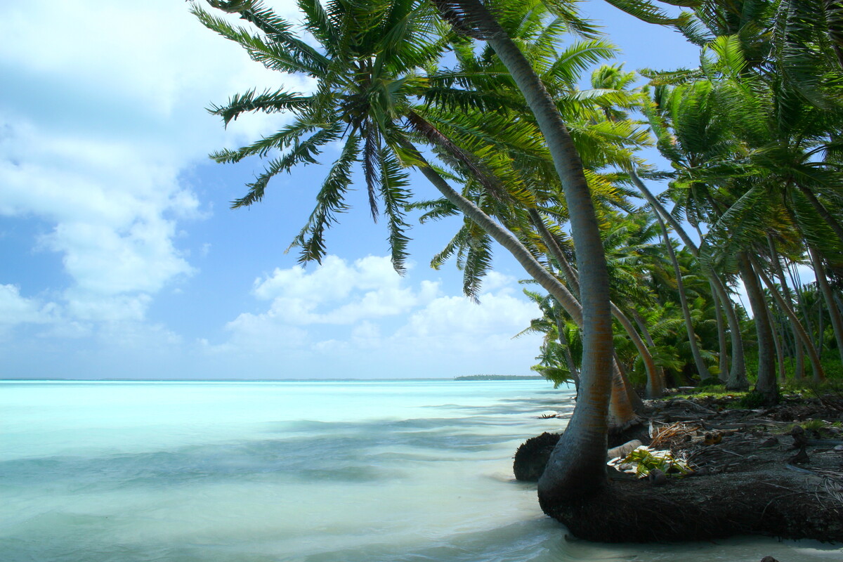 棕榈树大海世界